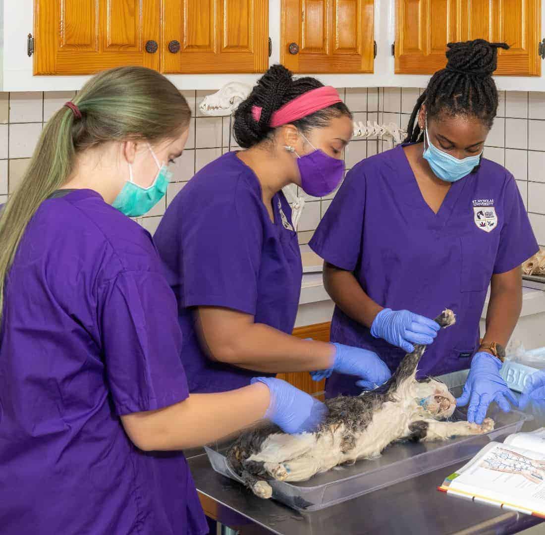 4-Students_working _on_pet_2